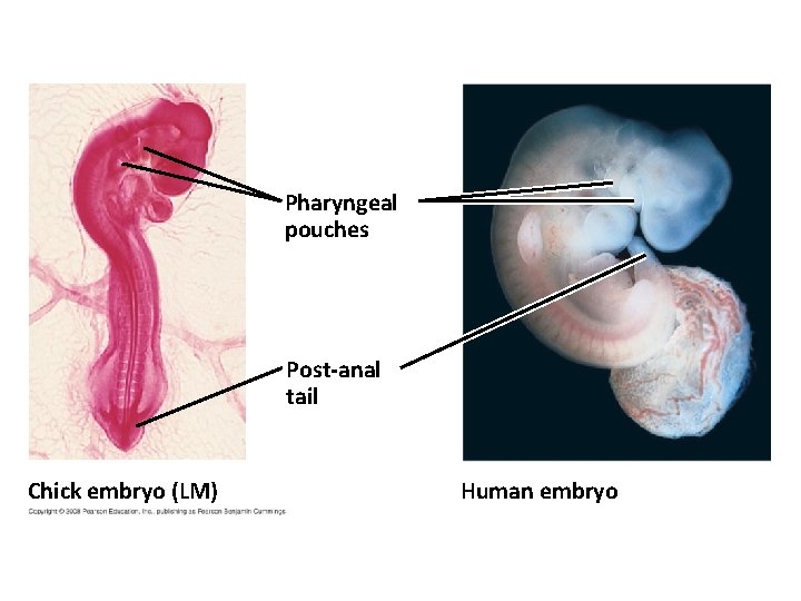 Fig. 22 -18 Pharyngeal pouches Post-anal tail Chick embryo (LM) Human embryo 