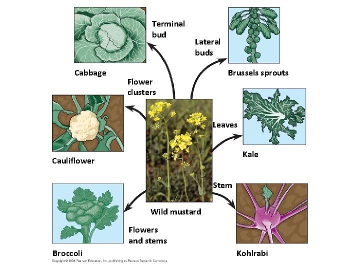 Fig. 22 -9 Terminal bud Cabbage Lateral buds Flower clusters Brussels sprouts Leaves Kale