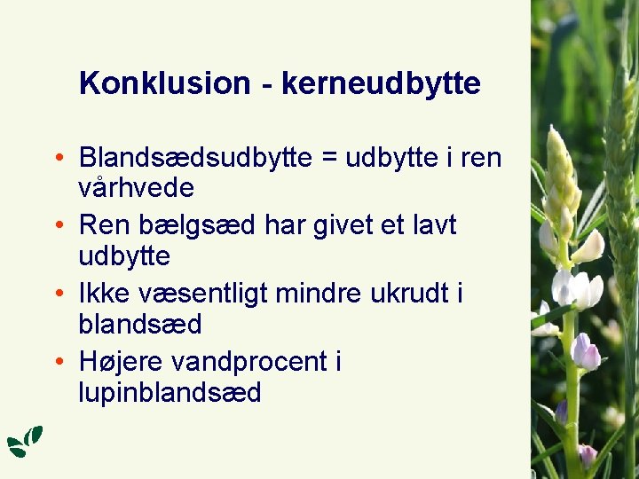 Konklusion - kerneudbytte • Blandsædsudbytte = udbytte i ren vårhvede • Ren bælgsæd har