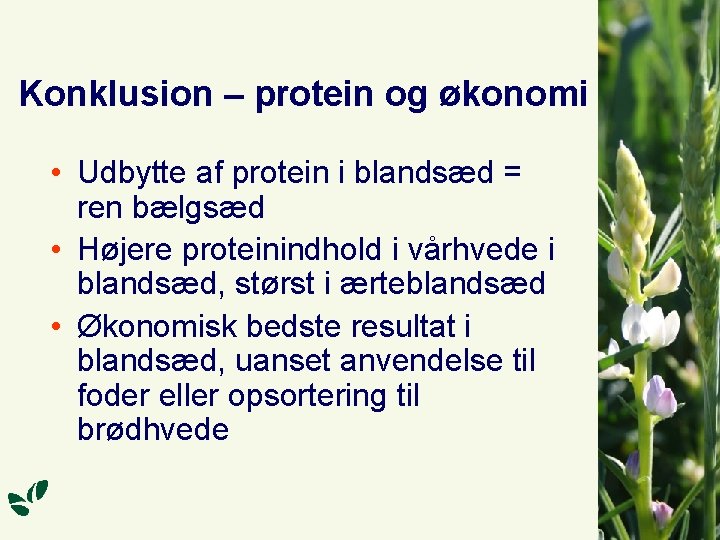 Konklusion – protein og økonomi • Udbytte af protein i blandsæd = ren bælgsæd