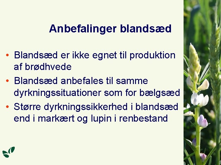 Anbefalinger blandsæd • Blandsæd er ikke egnet til produktion af brødhvede • Blandsæd anbefales