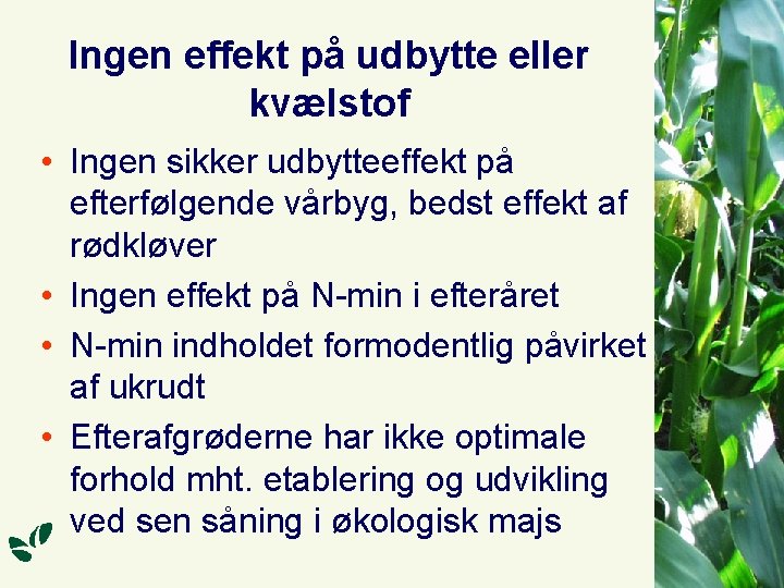 Ingen effekt på udbytte eller kvælstof • Ingen sikker udbytteeffekt på efterfølgende vårbyg, bedst