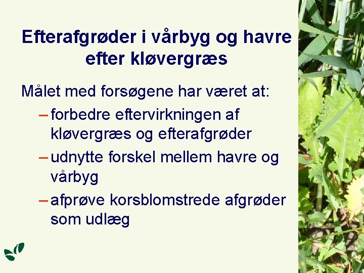 Efterafgrøder i vårbyg og havre efter kløvergræs Målet med forsøgene har været at: –