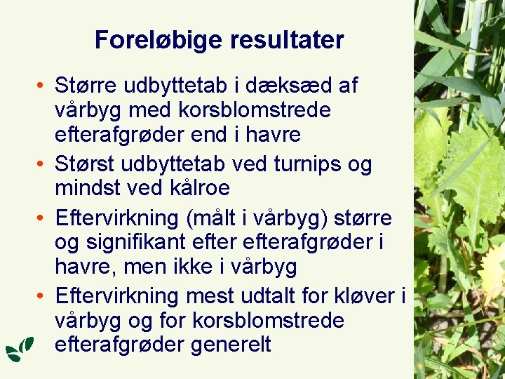 Foreløbige resultater • Større udbyttetab i dæksæd af vårbyg med korsblomstrede efterafgrøder end i