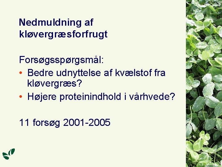 Nedmuldning af kløvergræsforfrugt Forsøgsspørgsmål: • Bedre udnyttelse af kvælstof fra kløvergræs? • Højere proteinindhold