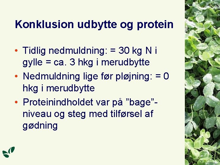 Konklusion udbytte og protein • Tidlig nedmuldning: = 30 kg N i gylle =