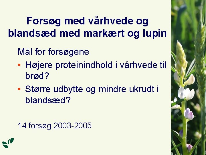 Forsøg med vårhvede og blandsæd med markært og lupin Mål forsøgene • Højere proteinindhold