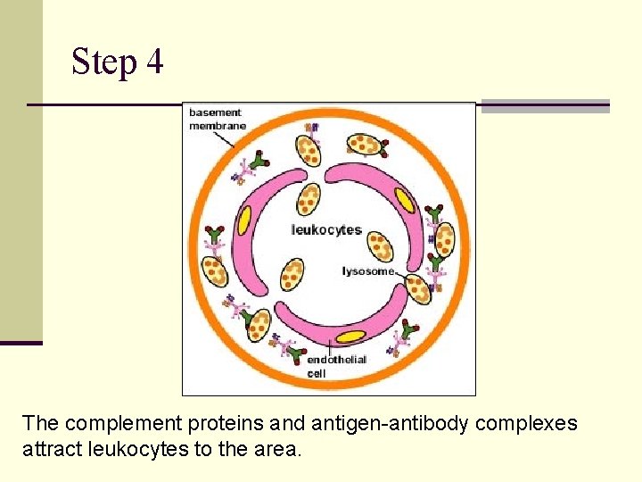 Step 4 The complement proteins and antigen-antibody complexes attract leukocytes to the area. 