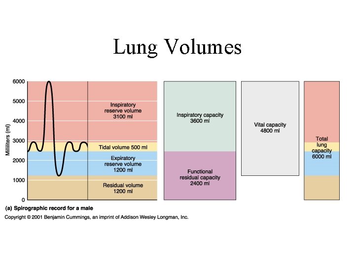 Lung Volumes Lung Volumes