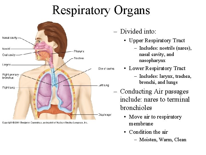 Respiratory Organs – Divided into: • Upper Respiratory Tract – Includes: nostrils (nares), nasal Respiratory Organs – Divided into: • Upper Respiratory Tract – Includes: nostrils (nares), nasal