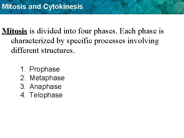 Mitosis and Cytokinesis Mitosis is divided into four phases. Each phase is characterized by