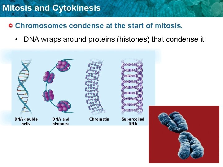 Mitosis and Cytokinesis Chromosomes condense at the start of mitosis. • DNA wraps around