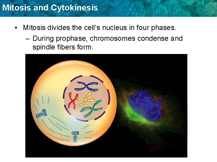 Mitosis and Cytokinesis • Mitosis divides the cell’s nucleus in four phases. – During
