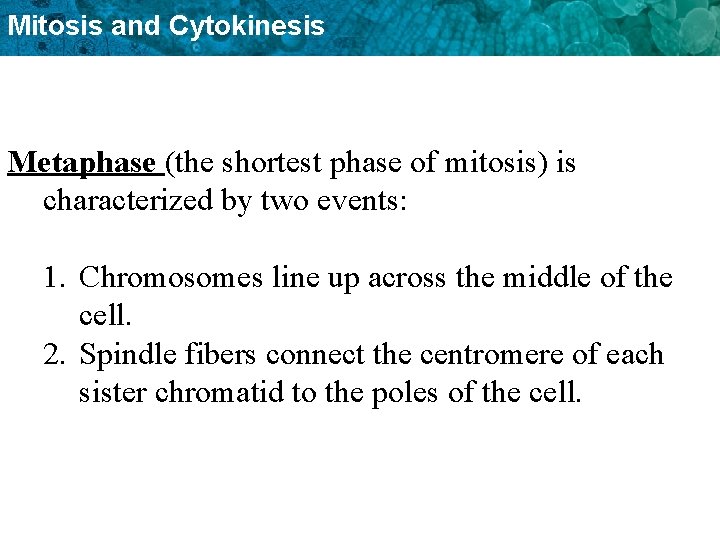Mitosis and Cytokinesis Metaphase (the shortest phase of mitosis) is characterized by two events:
