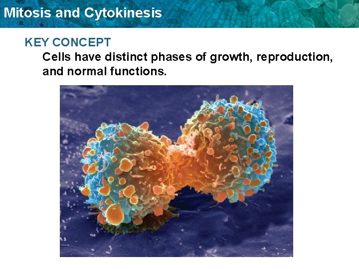 Mitosis and Cytokinesis KEY CONCEPT Cells have distinct phases of growth, reproduction, and normal