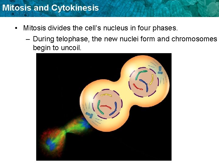 Mitosis and Cytokinesis • Mitosis divides the cell’s nucleus in four phases. – During