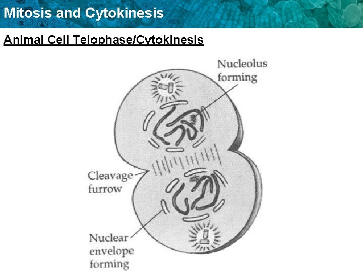 Mitosis and Cytokinesis Animal Cell Telophase/Cytokinesis 