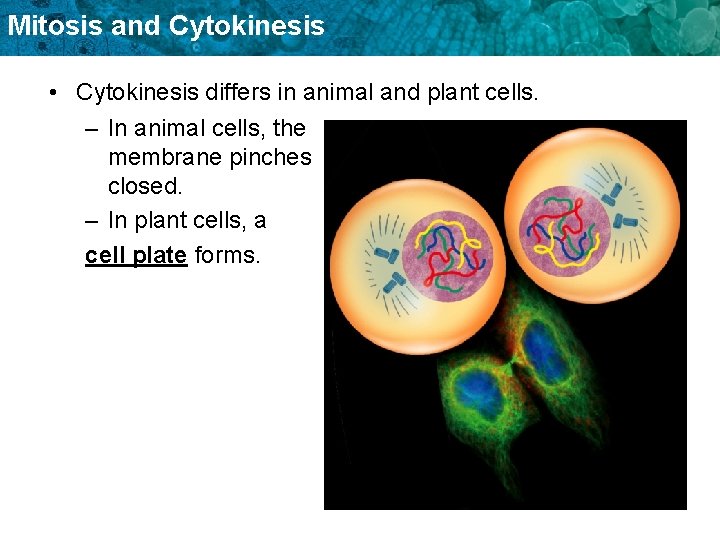 Mitosis and Cytokinesis • Cytokinesis differs in animal and plant cells. – In animal