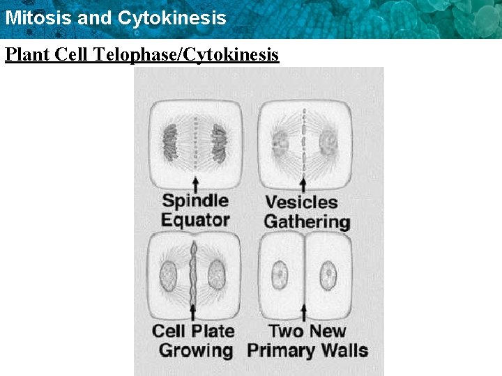 Mitosis and Cytokinesis Plant Cell Telophase/Cytokinesis 