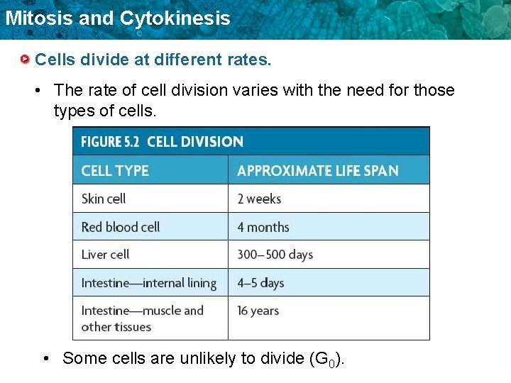 Mitosis and Cytokinesis Cells divide at different rates. • The rate of cell division