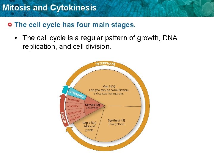 Mitosis and Cytokinesis The cell cycle has four main stages. • The cell cycle