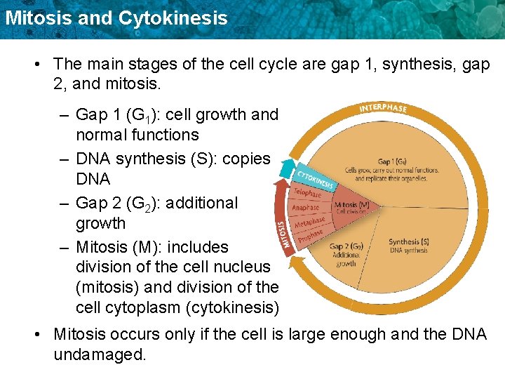 Mitosis and Cytokinesis • The main stages of the cell cycle are gap 1,