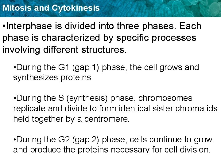 Mitosis and Cytokinesis • Interphase is divided into three phases. Each phase is characterized