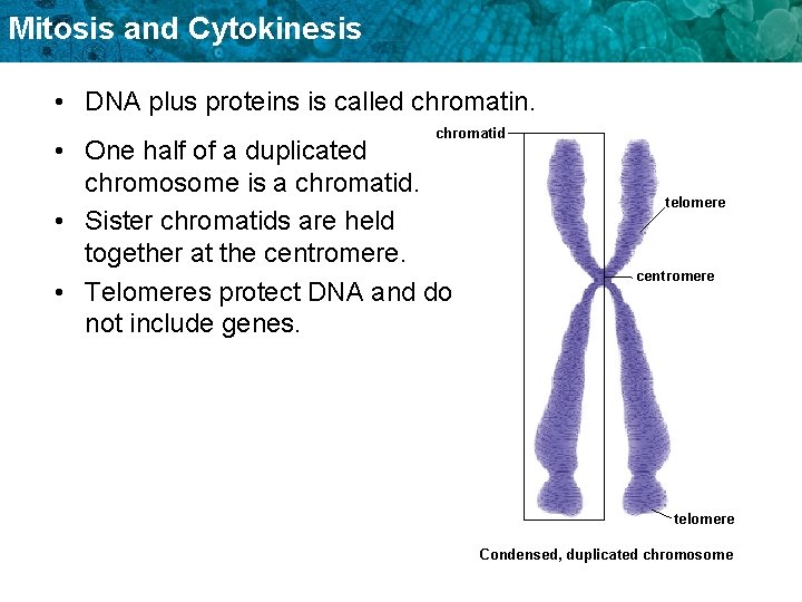 Mitosis and Cytokinesis • DNA plus proteins is called chromatin. chromatid • One half