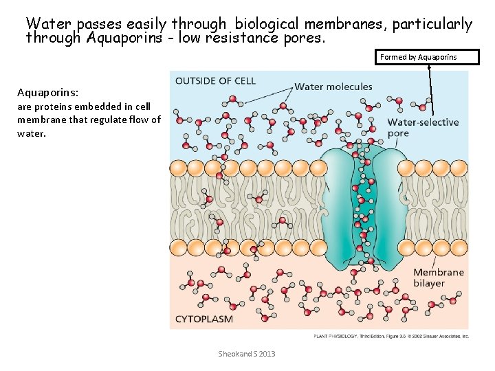 Water passes easily through biological membranes, particularly through Aquaporins - low resistance pores. Formed