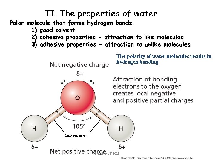 II. The properties of water Polar molecule that forms hydrogen bonds. 1) good solvent