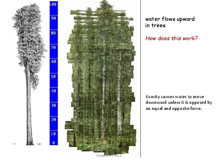 100 water flows upward in trees. 90 80 How does this work? 70 60