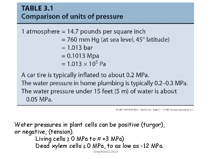 Water pressures in plant cells can be positive (turgor), or negative, (tension). Living cells