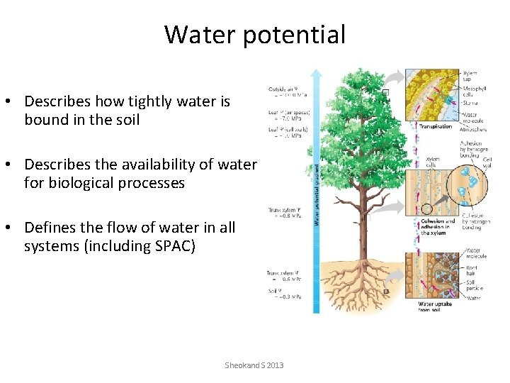 Water potential • Describes how tightly water is bound in the soil • Describes