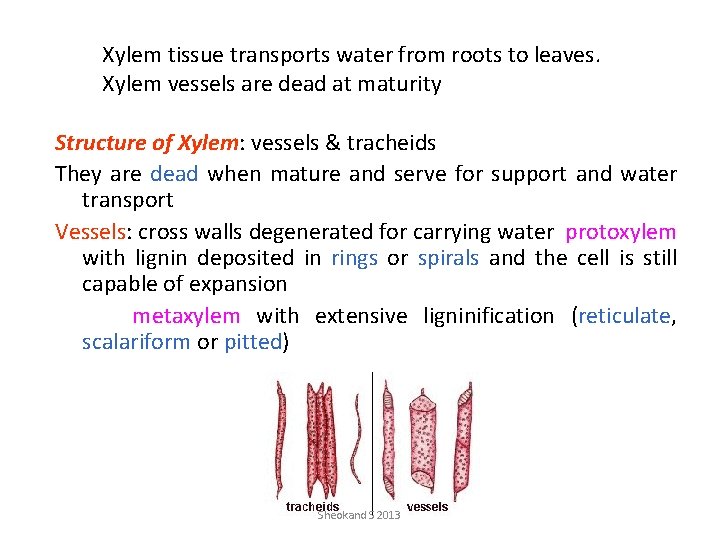 Xylem tissue transports water from roots to leaves. Xylem vessels are dead at maturity