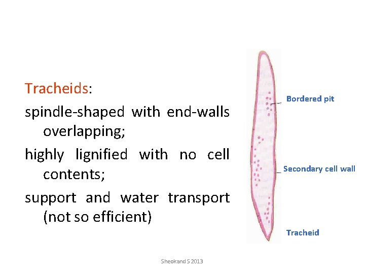 Tracheids: spindle-shaped with end-walls overlapping; highly lignified with no cell contents; support and water