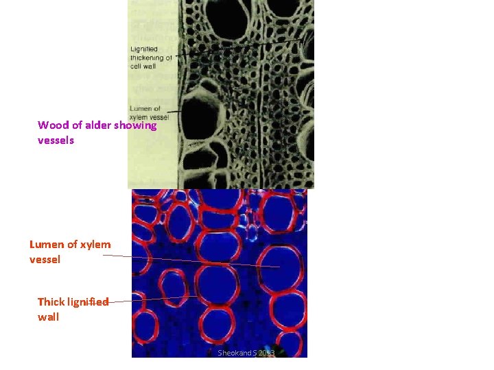 Wood of alder showing vessels Lumen of xylem vessel Thick lignified wall Sheokand S