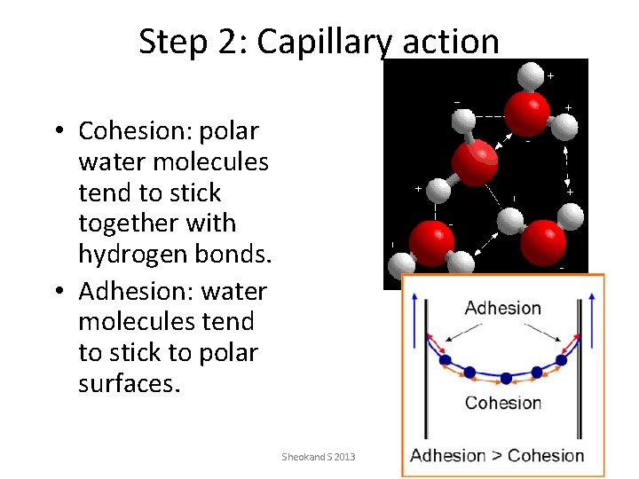 Step 2: Capillary action • Cohesion: polar water molecules tend to stick together with