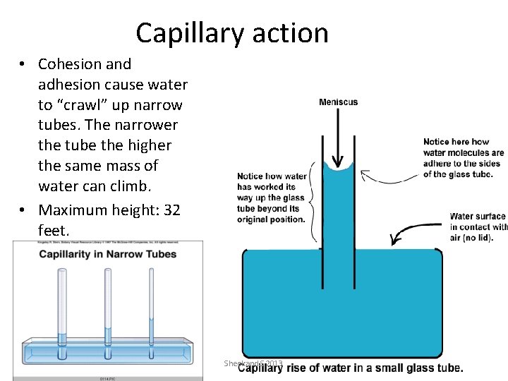 Capillary action • Cohesion and adhesion cause water to “crawl” up narrow tubes. The