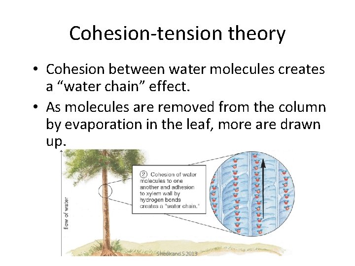 Cohesion-tension theory • Cohesion between water molecules creates a “water chain” effect. • As