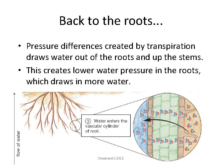 Back to the roots. . . • Pressure differences created by transpiration draws water
