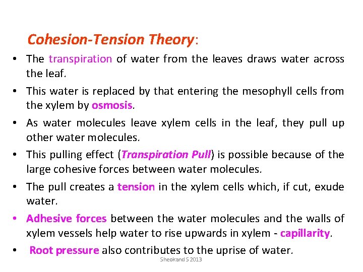 Cohesion-Tension Theory: • The transpiration of water from the leaves draws water across the