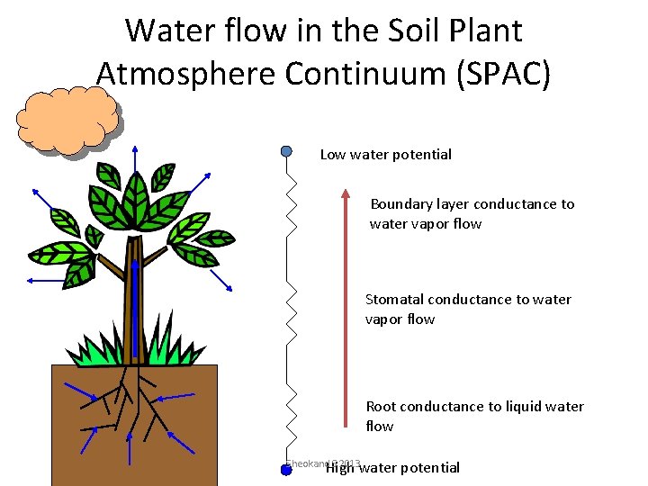 Water flow in the Soil Plant Atmosphere Continuum (SPAC) Low water potential Boundary layer
