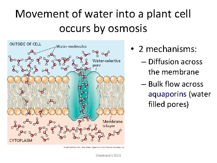 Movement of water into a plant cell occurs by osmosis • 2 mechanisms: –