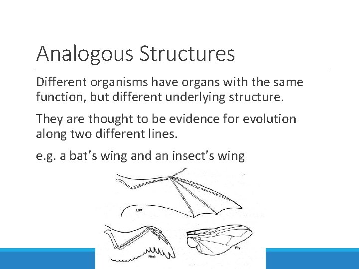 Analogous Structures Different organisms have organs with the same function, but different underlying structure.