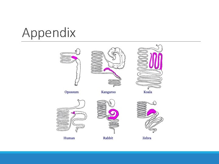 Appendix 