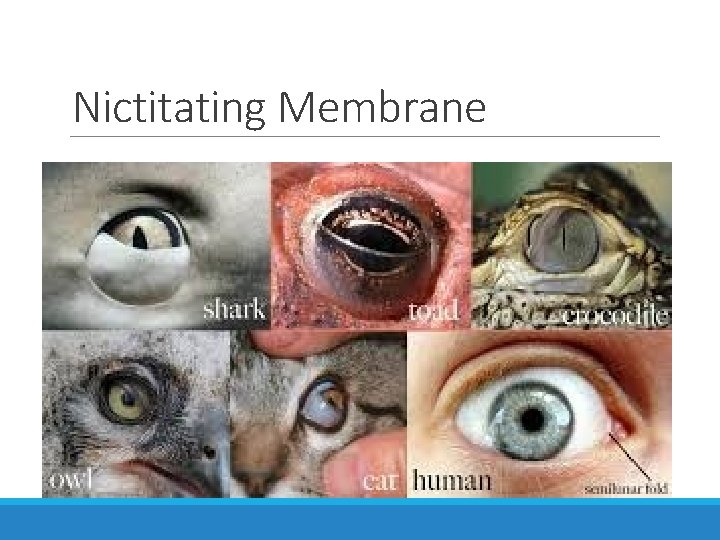 Nictitating Membrane 