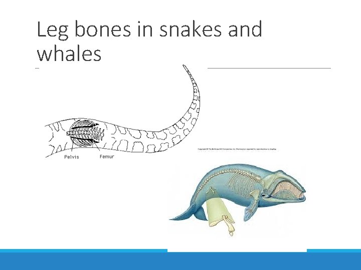 Leg bones in snakes and whales 