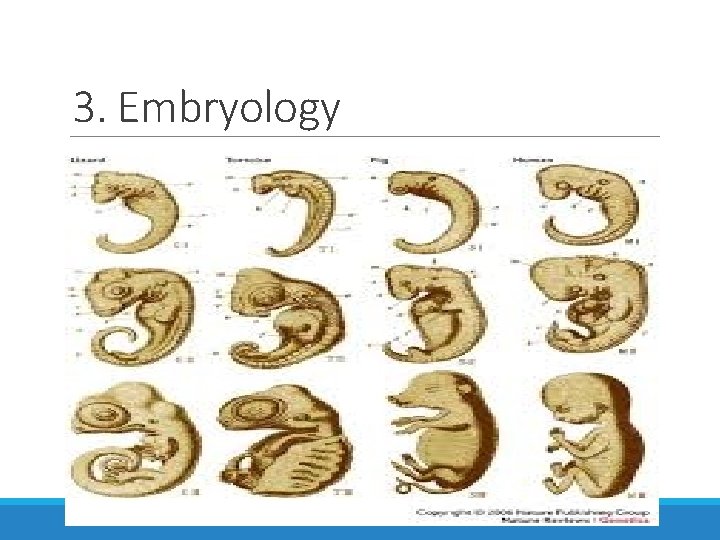 3. Embryology 
