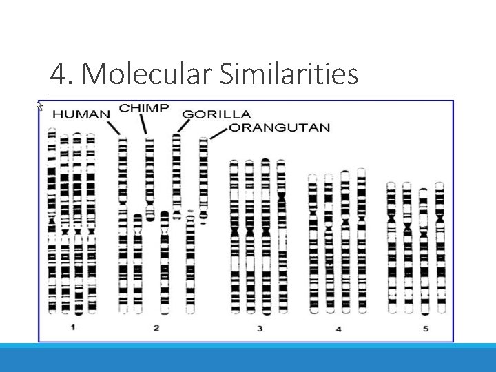 4. Molecular Similarities 
