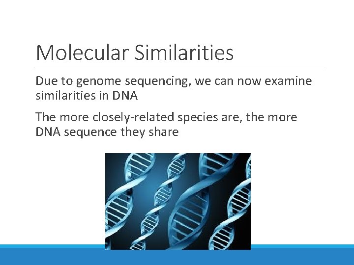 Molecular Similarities Due to genome sequencing, we can now examine similarities in DNA The